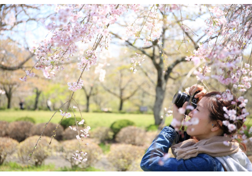 日本樱花之旅的准备攻略、购物清单大公开