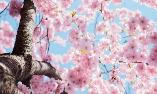 浪漫的日本樱花之旅，邂逅满满力量的“小贴贴”