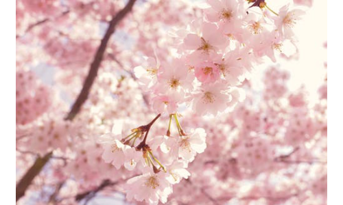春季鼻子发痒怎么办？带着MoriLabo花粉防护棒去春游