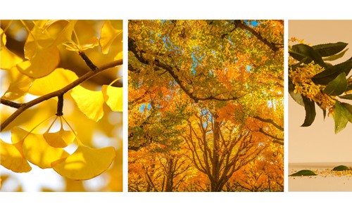 秋日松弛感指南：请收下花王的“治愈系”清单！